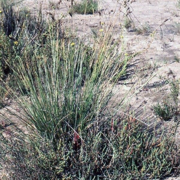 Carex extensa Habit