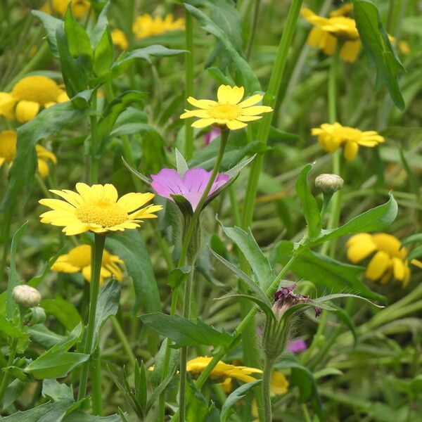 Coleostephus myconis Flor