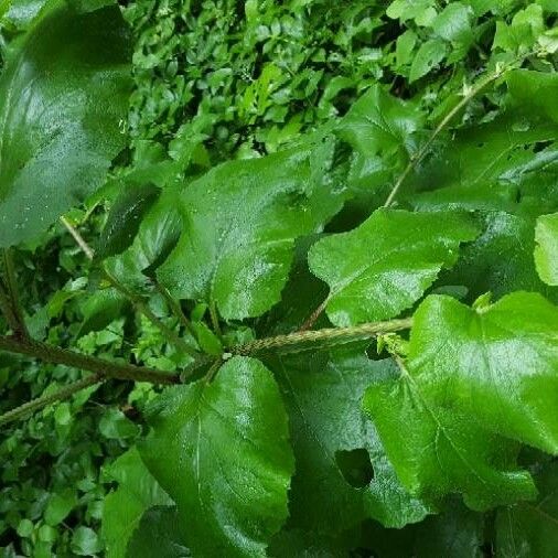 Arctium lappa Foglia