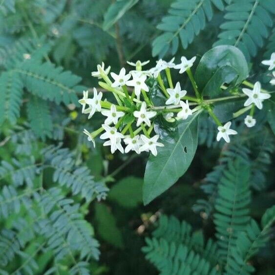 Cestrum nocturnum 花