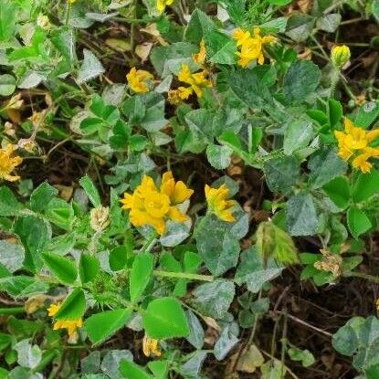 Medicago soleirolii ফুল