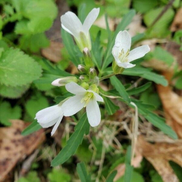 Cardamine concatenata 花