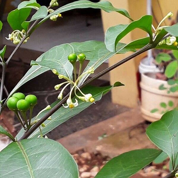 Solanum diphyllum Квітка