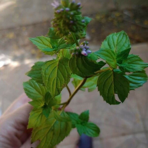 Mentha arvensis ഇല