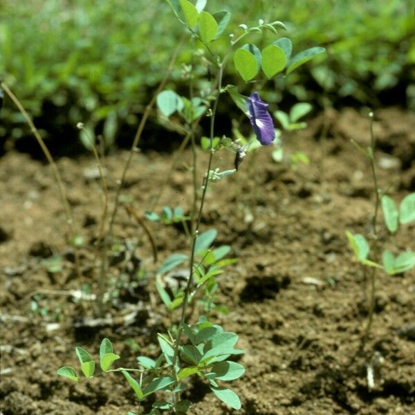 Clitoria ternatea Tervik taim