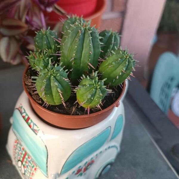 Euphorbia aggregata Blad