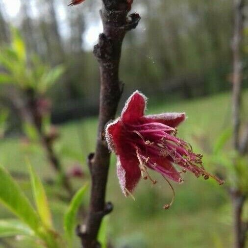 Prunus persica Flower