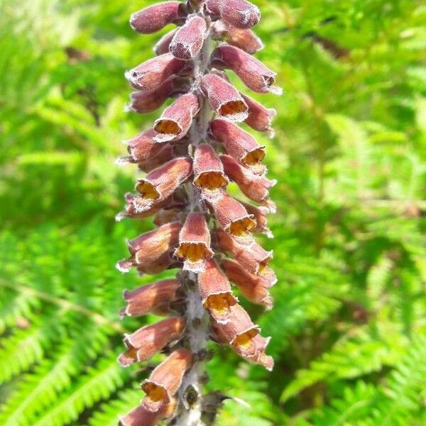 Digitalis ferruginea Blomma