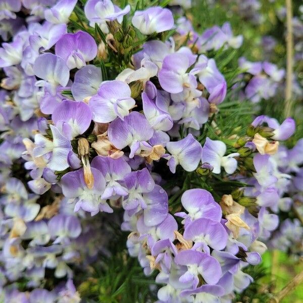 Psoralea pinnata Çiçek