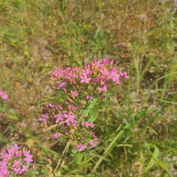 Centaurium erythraea Цветок