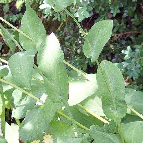 Bupleurum longifolium Leaf