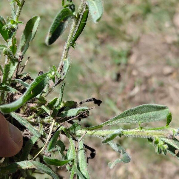 Lappula squarrosa Leaf