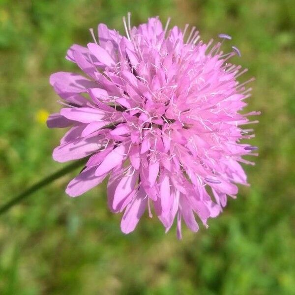 Knautia arvensis Žiedas