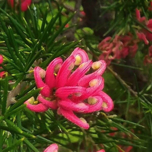 Grevillea juniperina Cvet