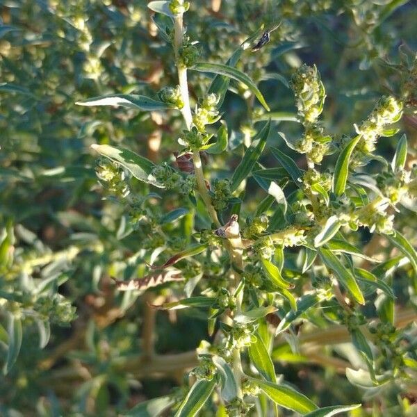 Bassia scoparia Habit