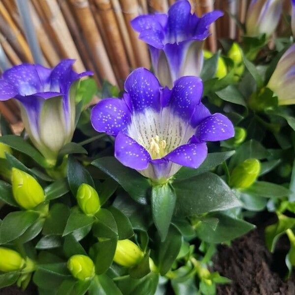 Gentiana pneumonanthe Flower