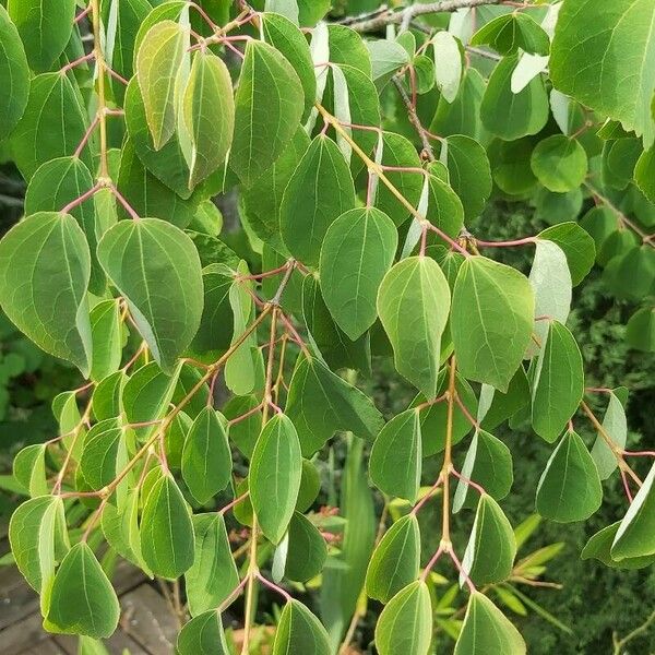 Cercidiphyllum japonicum Habitus