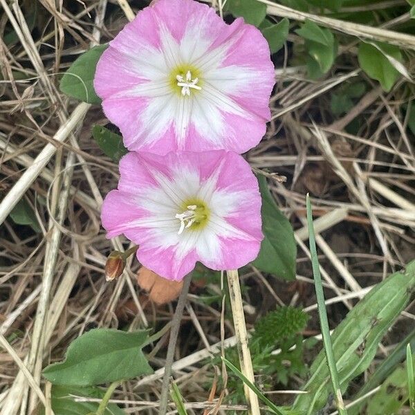 Convolvulus arvensis Fruit