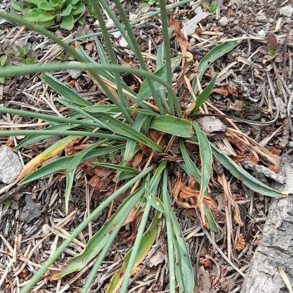 Armeria arenaria Blad