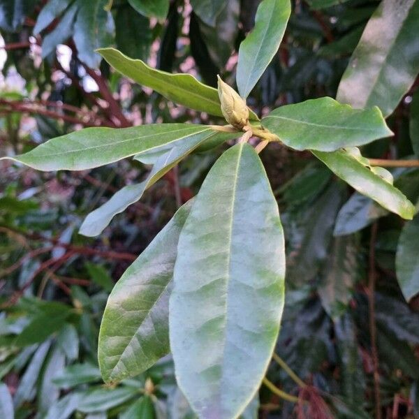 Rhododendron ponticum Yaprak