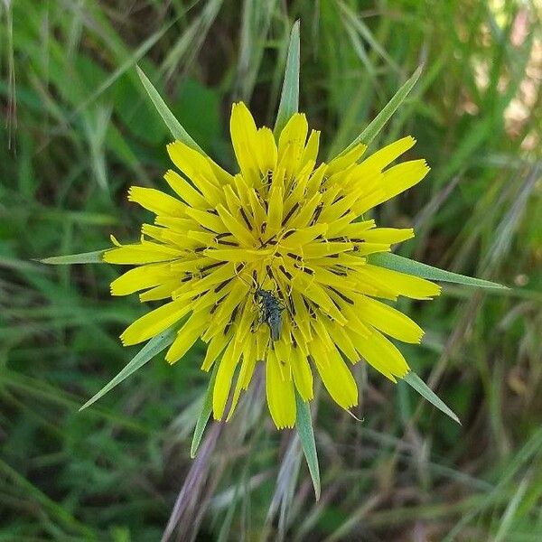 Tragopogon dubius 花