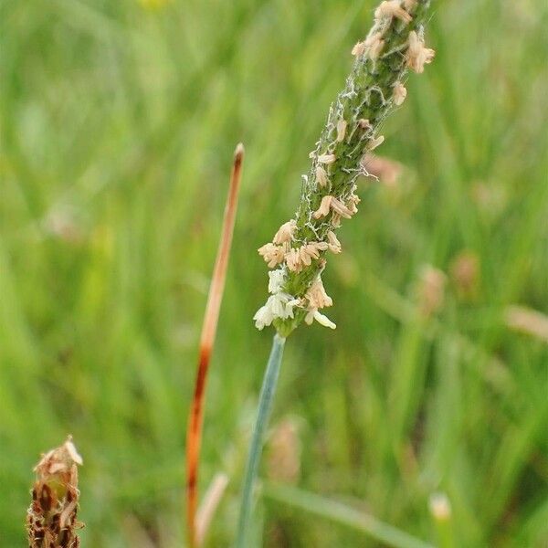 Alopecurus geniculatus Habit