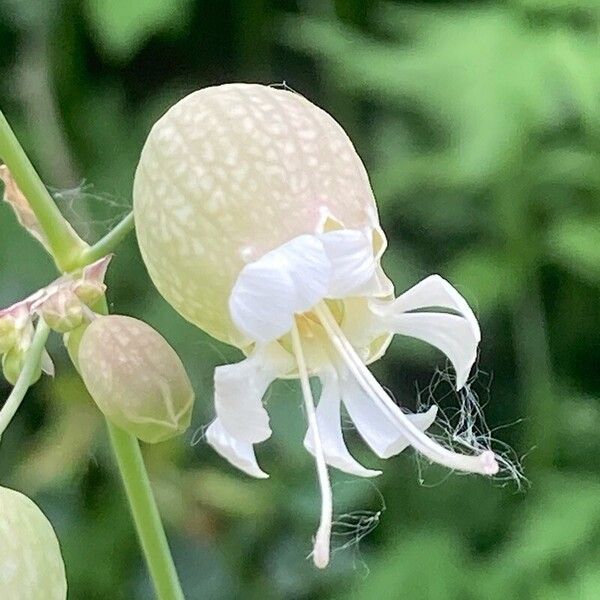 Silene vulgaris Blomst