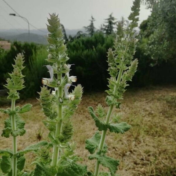 Salvia desoleana Flower