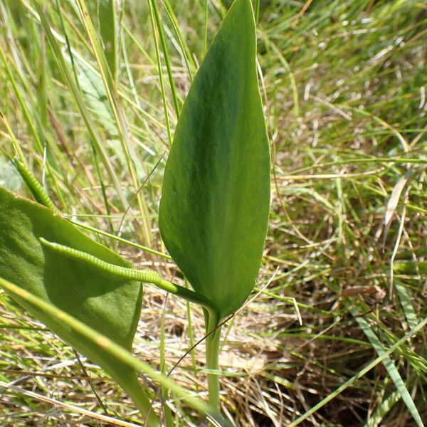 Ophioglossum vulgatum Foglia