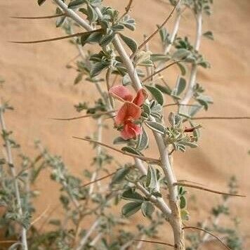 Indigofera spinosa Kvet