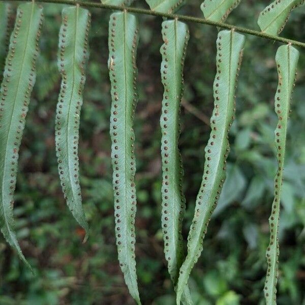 Nephrolepis biserrata Fruit