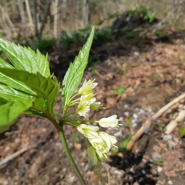 Cardamine enneaphyllos Floare