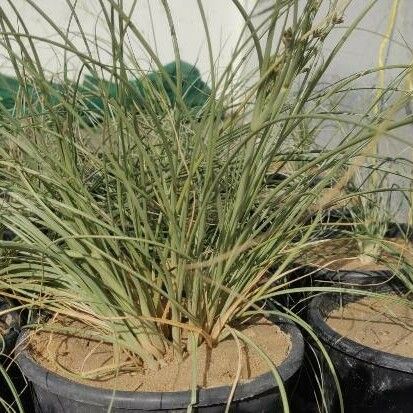 Cyperus conglomeratus 整株植物