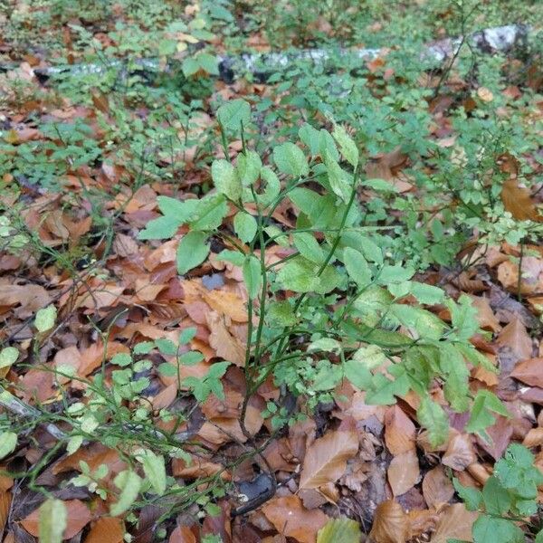 Vaccinium myrtillus Листок