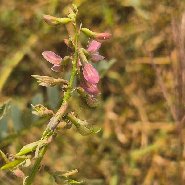 Astragalus atropilosulus Кветка