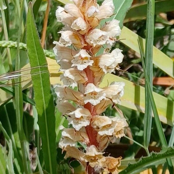 Orobanche picridis 花