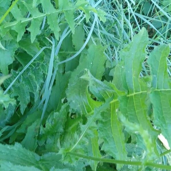 Cirsium erisithales Yaprak