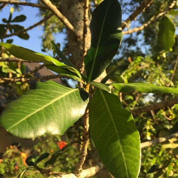 Garcinia livingstonei Leht