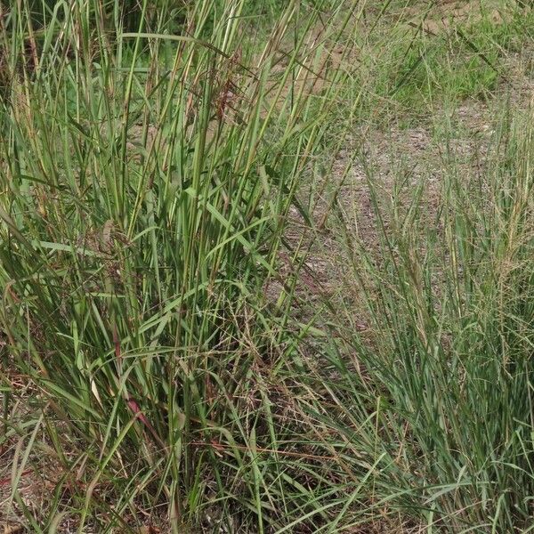 Capillipedium spicigerum Habit