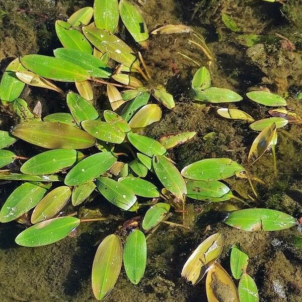 Potamogeton nodosus Leaf