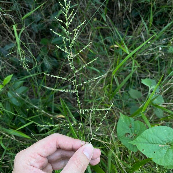 Steinchisma laxum Leaf