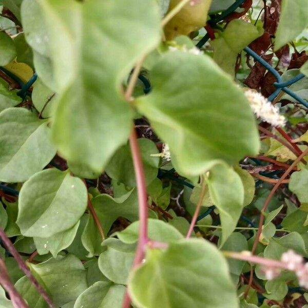 Anredera cordifolia برگ