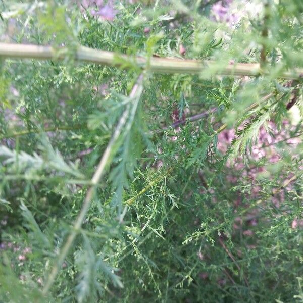 Artemisia annua 葉