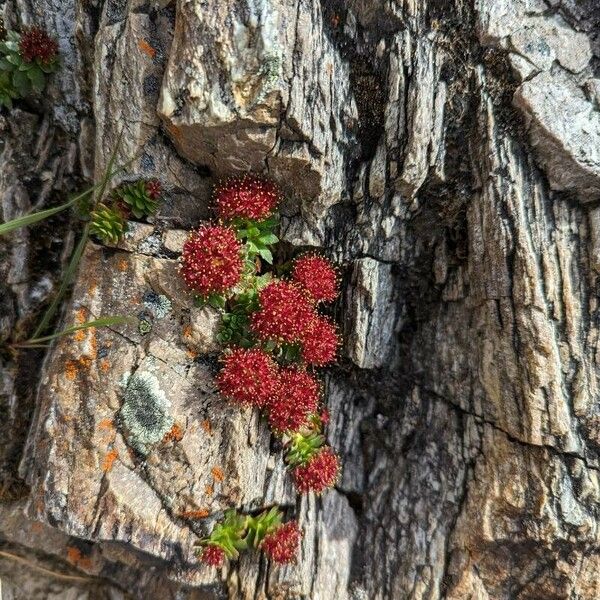 Rhodiola integrifolia ᱵᱟᱦᱟ