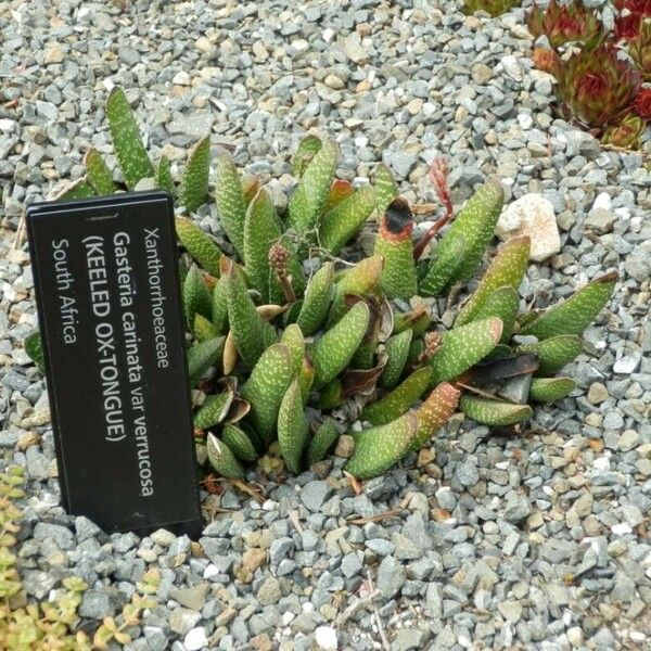 Gasteria carinata Leaf