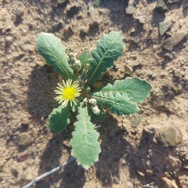 Launaea capitata برگ