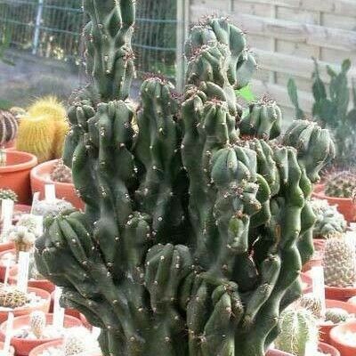 Cereus hildmannianus Hábito