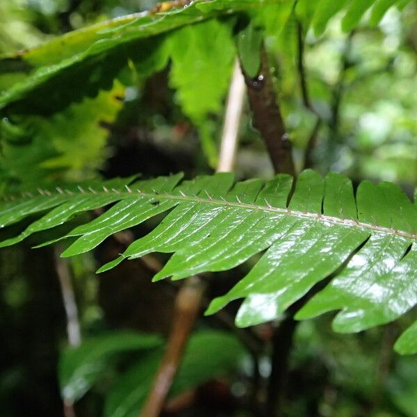 Pteris catoptera Folla