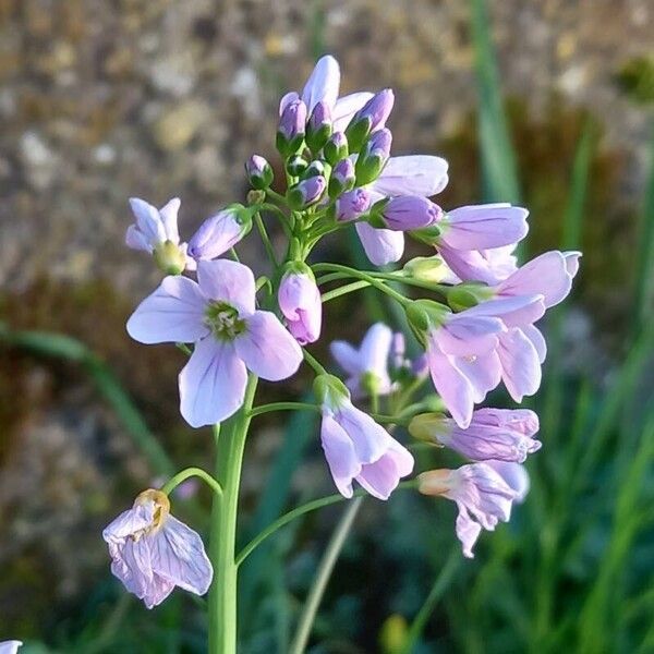 Cardamine pratensis Цвят