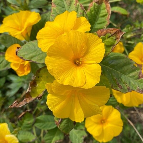 Reinwardtia indica Flors